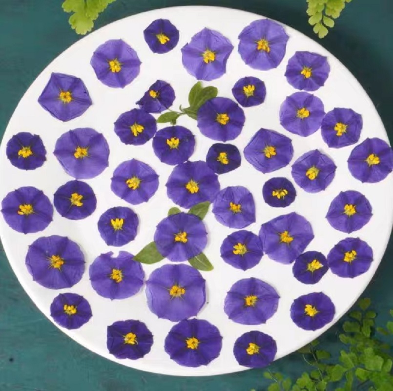Dried Flower Bookmark - 100 pçs pressionado secado lycianthes rantonnetii