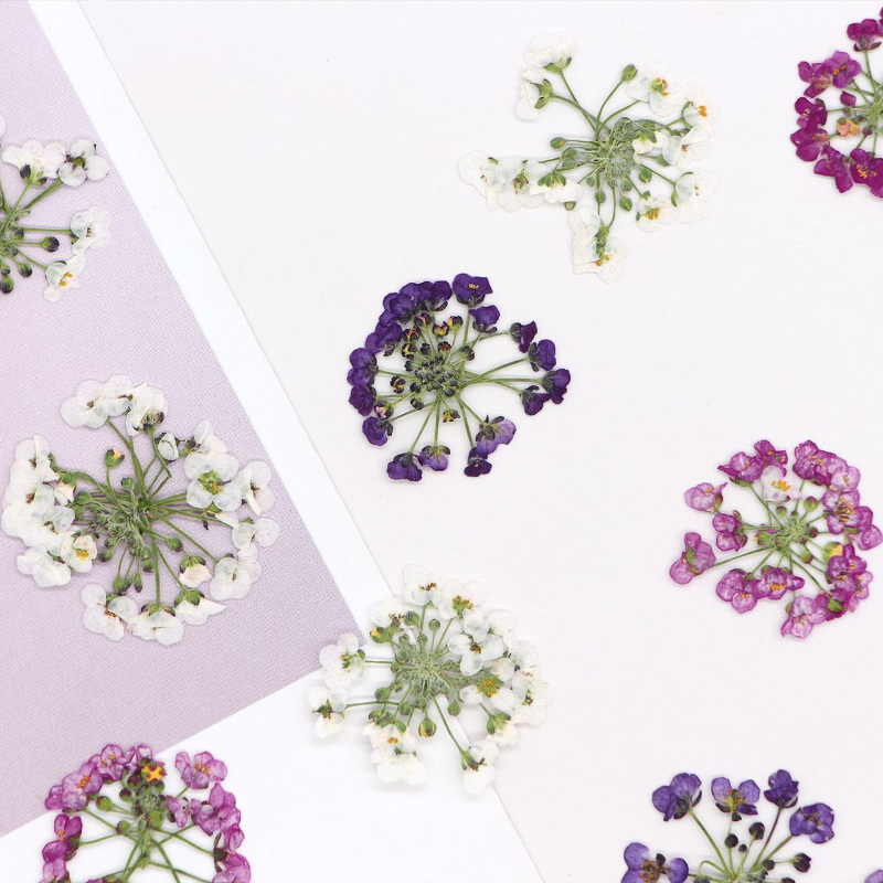 Dried Flower Bookmark - 1.5-2.5cm/12 peças, Cabeça de Flor Natural