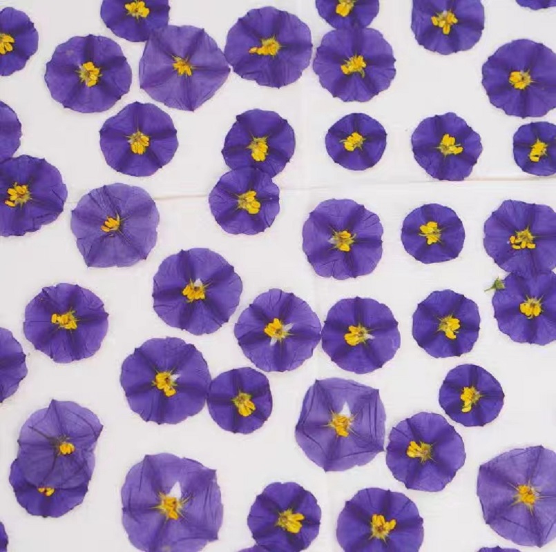 100 pçs pressionado secado lyc - Dried Flower Bookmark avaliação e preço