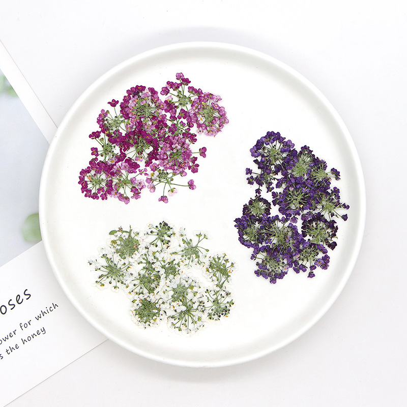 1.5-2.5cm/12 peças, Cabeça de  - Dried Flower Bookmark avaliação e preço