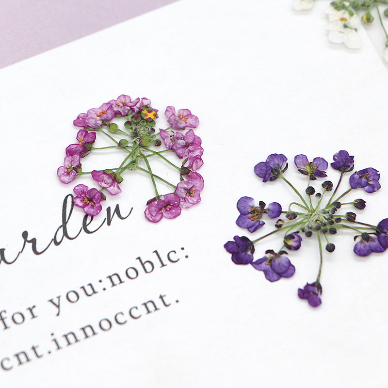 1.5-2.5cm/12 peças, Cabeça de  - Dried Flower Bookmark avaliação e preço